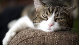 6 бюти урока, които може да научите от вашата котка