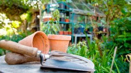 Съветите на градинаря за цветята през лятото