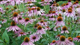 8 билки, които трябва да имаме в кухнята си