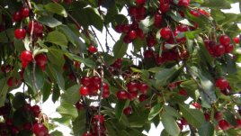 Как да обезкостилкостим черешите и вишните?