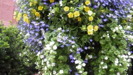 Кое цвете можем да насадим навсякъде – идеалната декорация?