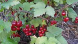 Храни за дълголетници, които ни правят щастливи