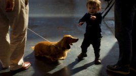 Да оставим ли домашния любимец вкъщи с бебето?