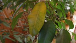 Защо жълтеят листата на бенджамина?