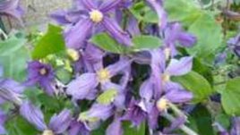 Клематисът – джунгла в домашната градина