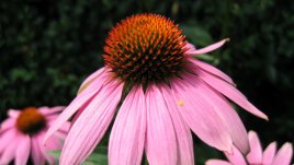 6 естествени лека за щитовидната жлеза