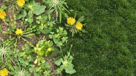 9 начина да премахнете плевелите в градината, без да унищожавате тревата