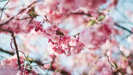 Мисъл на деня за... красотата на пролетта