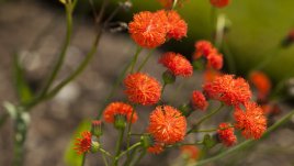 Червена емилия – рядка и красива 