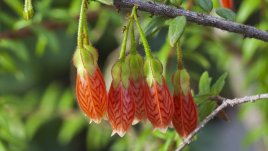 Агапатес или китайски фенерчета