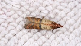 Елиминирайте молците от дома!