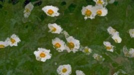 Пролетна приказка