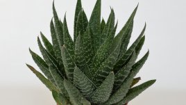 Гастерия – сукулент с красиви листа