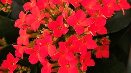 Каланхое - истински цветен разкош!