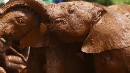 Любопитни факти за животните, които може би не знаете