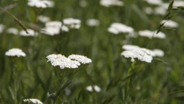 Фестивал на билките на Еньовден