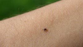 Предпазване и проверка за кърлежи