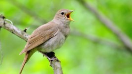 Притча за славея