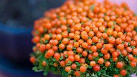 Нертерата и малките й червени плодчета