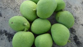 Ценните качества на зеленото манго