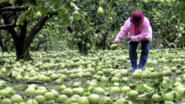 Помело – китайският меден грейпфрут