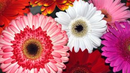 Днес е Петковден