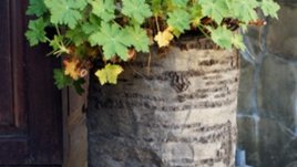 Магичният здравец дарява бодрост и дълголетие