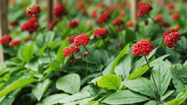 Корейски червен женшен за отслабване