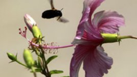 Капризната китайска роза