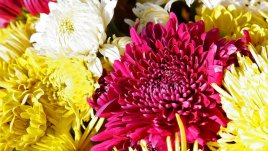 Хризантемата озарява дома като слънце