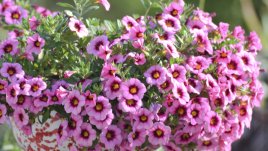 Калибрахое – експлозия от цветове и аромат