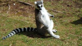 Знаете ли, че... лемурите са свещени в Мадагаскар? 