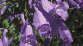 Комбинации от цветни есенции помагат при лечението на аутизъм и алергии