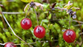 4 билки, които се грижат за женското здраве