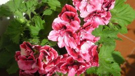 Английско мушкато – прелестно и кичесто