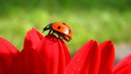 Какво означава, ако сънуваш калинки? 