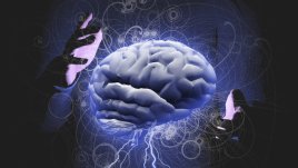 Знаете ли, че... 60% от мозъка представлява мастна тъкан?