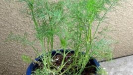 Търся съвети: Защо копърът в саксия не мирише?