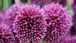 Алиум – цветето с най-бухнал цвят