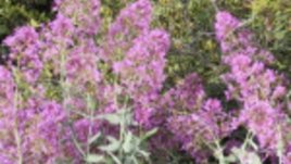 Валерианови корени (котешко биле)