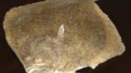 Калкан по американски