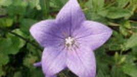 Андреев ден