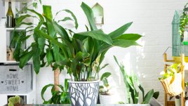 Аспидистра – лесна за отглеждане красавица, която носи късмет на дома 
