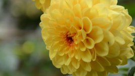 Имен ден на Таня и Татяна