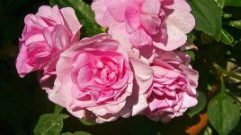 Импатиенс валера или просто „циганче“