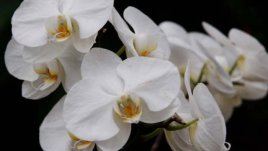 Колко често се полива домашна орхидея?