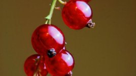 Плодове, богати на протеини 