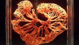 Безплатен вход за децата за изложбата за човешкото тяло