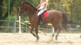 Предстои международен конен турнир по прескачане на препятствия в София