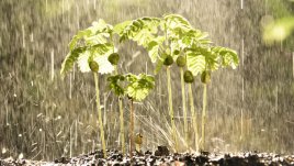 Каква е причината дъждът да ухае така приятно? 